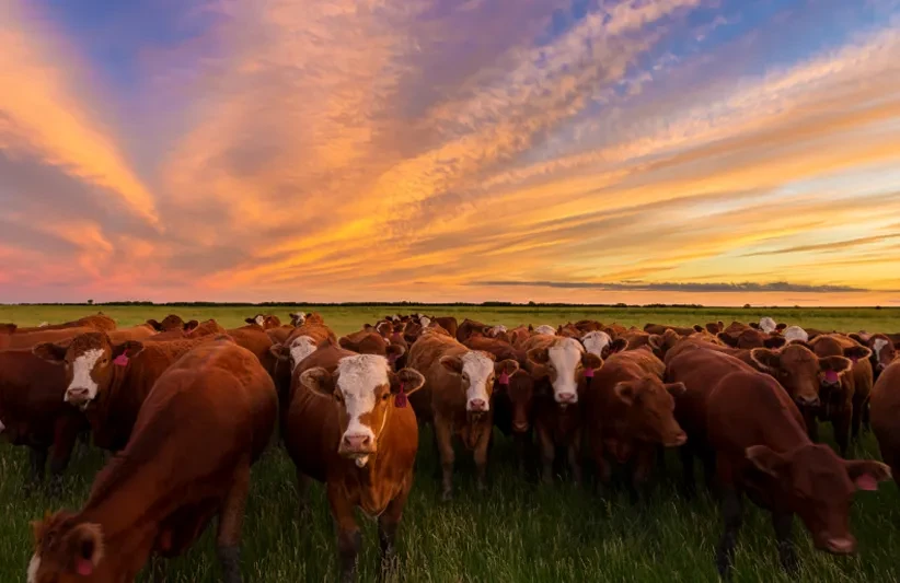 Animal Nutrition
